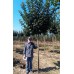 клен остролистный на штамбе саженцы дерево купить в алматы в казахстане питомник растений Rostok